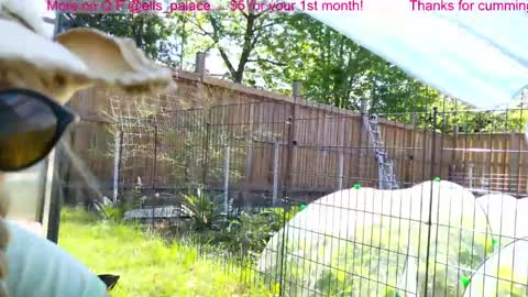 Snapshot of ells_palace chatting on 06/03/26, 02:19 Ella Bella Bo Bella online show from 06/03/26, 02:19
