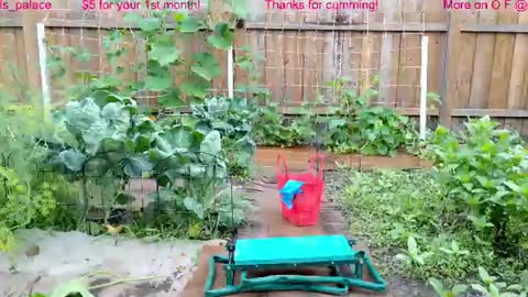 Snapshot of ells_palace chatting on 07/22/26, 01:47 Ella Bella Bo Bella online show from 07/22/26, 01:47