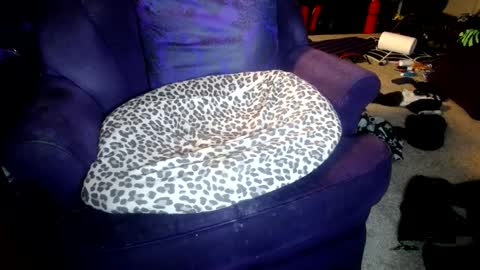 Snapshot of farrahfindom chatting on 10/08/25, 05:16 Farrah online show from 10/08/25, 05:16