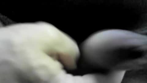 felicaste online show from 09/17/25, 10:33