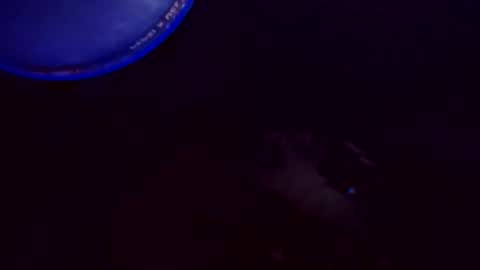 flashitorelindo online show from 11/24/25, 02:22