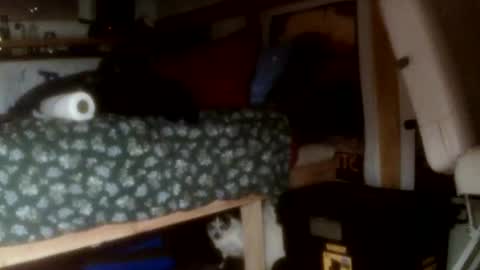 forestnymphpdx online show from 11/14/25, 09:30