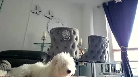 Snapshot of franciscomalin chatting on 07/29/26, 06:55 franciscomalin online show from 07/29/26, 06:55