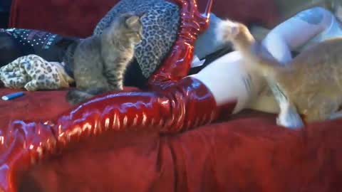 freakyspun101 online show from 01/13/25, 09:52