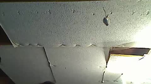 fromanotherplanet24 online show from 03/17/26, 11:41