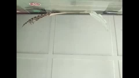 Snapshot of fucmebudoo chatting on 10/27/25, 03:10 Warwick online show from 10/27/25, 03:10