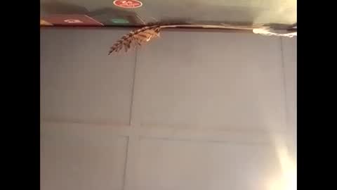 Snapshot of fucmebudoo chatting on 10/30/25, 07:10 Warwick online show from 10/30/25, 07:10