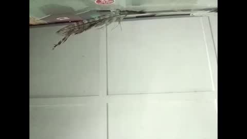 Snapshot of fucmebudoo chatting on 11/12/25, 02:34 Warwick online show from 11/12/25, 02:34