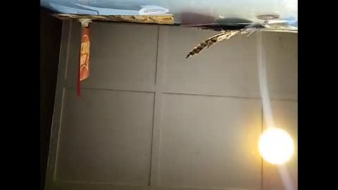 Snapshot of fucmebudoo chatting on 11/23/25, 10:59 Warwick online show from 11/23/25, 10:59