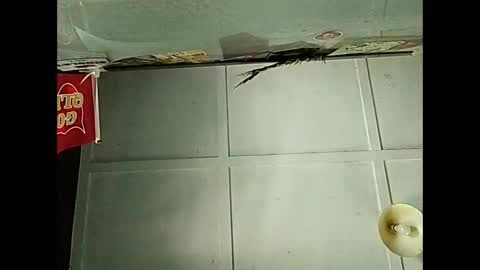 Snapshot of fucmebudoo chatting on 12/03/25, 02:41 Warwick online show from 12/03/25, 02:41