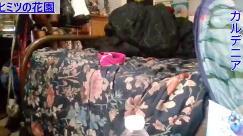 Gardenia online show from 12/16/24, 08:20