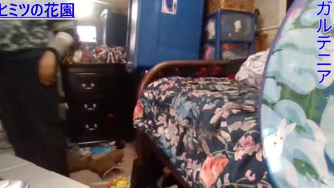 Gardenia online show from 12/24/24, 07:49