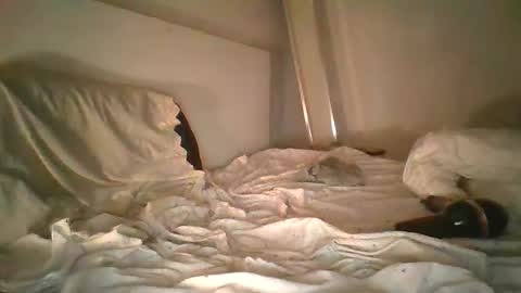 godonsin online show from 12/17/24, 07:50