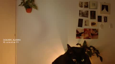 Snapshot of golden_alaska chatting on 11/05/25, 11:05 Alaska online show from 11/05/25, 11:05