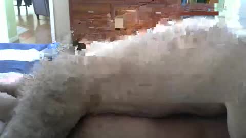 grsmnky65 online show from 12/14/25, 05:29