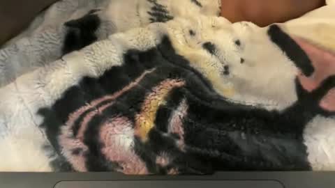 Snapshot of gumbywanna chatting on 05/04/26, 06:31 gumbywanna online show from 05/04/26, 06:31