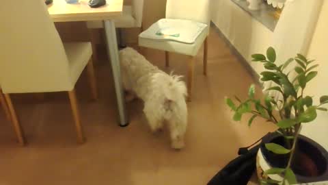 Snapshot of harald1234 chatting on 12/01/25, 07:30 harald1234 online show from 12/01/25, 07:30