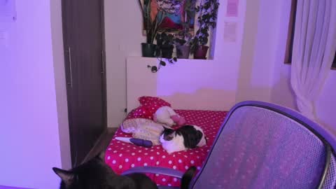 Snapshot of honey_hoe chatting on 12/13/24, 06:10 Lau online show from 12/13/24, 06:10