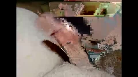 hung_mac0 online show from 03/19/26, 07:18