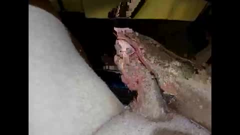 hung_mac0 online show from 04/27/26, 01:42
