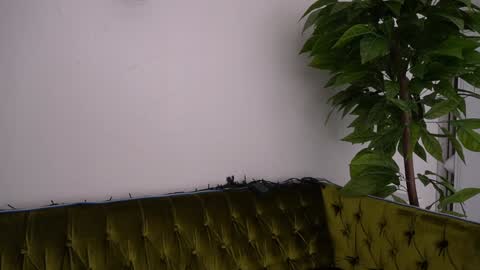 Danielle online show from 01/11/25, 06:33