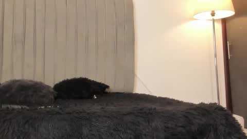 Snapshot of im_oleider chatting on 02/28/26, 05:14 oleider dont forget your thumbs up online show from 02/28/26, 05:14