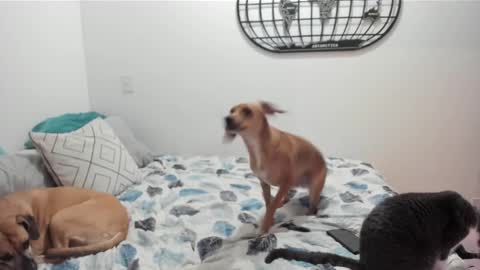 Isa online show from 12/27/24, 05:52