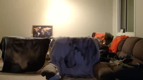 Snapshot of jameswolf777 chatting on 12/22/25, 06:54 jameswolf777 online show from 12/22/25, 06:54