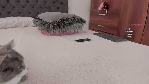 Will online show from 11/20/25, 06:07