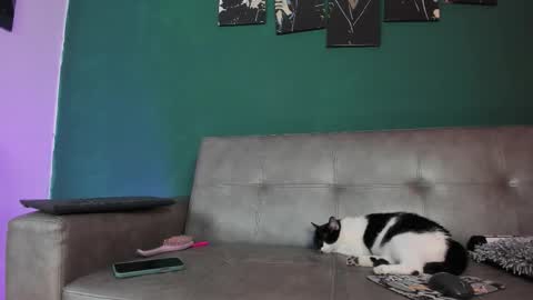 KarolSweet online show from 03/26/26, 10:37