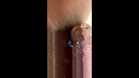 Snapshot of kenya803 chatting on 10/23/25, 11:20 kenya803 online show from 10/23/25, 11:20