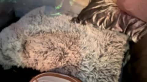 Snapshot of kissahsins chatting on 12/29/24, 08:11 Kissah Kreampuff online show from 12/29/24, 08:11