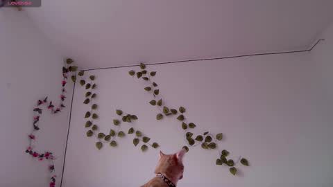 Kitty online show from 03/03/26, 09:42