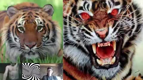 Snapshot of kodiakpm1 chatting on 11/16/25, 02:00 kodiakpm1 online show from 11/16/25, 02:00