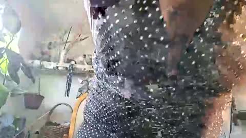 Snapshot of lacybell chatting on 02/25/26, 03:43 lacybell online show from 02/25/26, 03:43