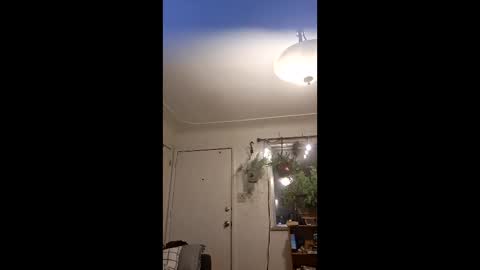 lacybell online show from 05/10/26, 04:39