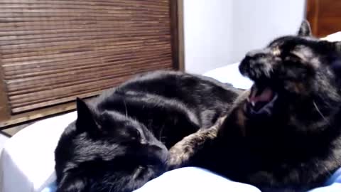 Snapshot of lancehardin chatting on 12/12/24, 12:38 Lance online show from 12/12/24, 12:38