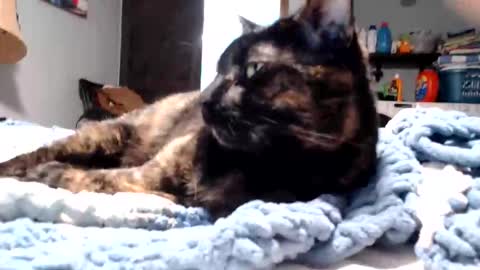 Snapshot of lancehardin chatting on 03/11/26, 11:11 Lance online show from 03/11/26, 11:11