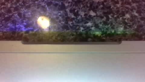 Snapshot of lapuzzycat201923 chatting on 01/14/25, 02:43 Lapuzzycat201923 online show from 01/14/25, 02:43