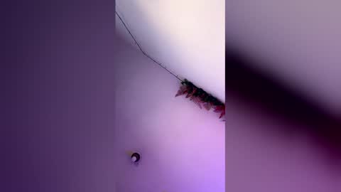 Snapshot of latin_bigcock21cm chatting on 03/04/26, 07:58 latin_bigcock21cm online show from 03/04/26, 07:58