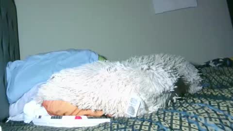 Snapshot of latinincognito chatting on 02/04/26, 06:52 latinincognito online show from 02/04/26, 06:52