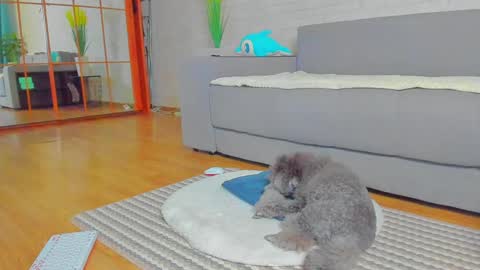 lilyt_007 online show from 01/14/25, 06:02