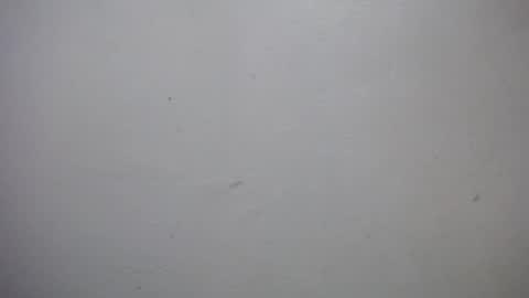 Snapshot of lisa_branch chatting on 01/07/26, 07:05 lisa_branch online show from 01/07/26, 07:05