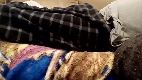 Snapshot of looking4bush chatting on 12/01/24, 07:36 looking4bush online show from 12/01/24, 07:36