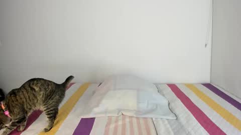 instagram  nueela   online show from 11/13/25, 11:14