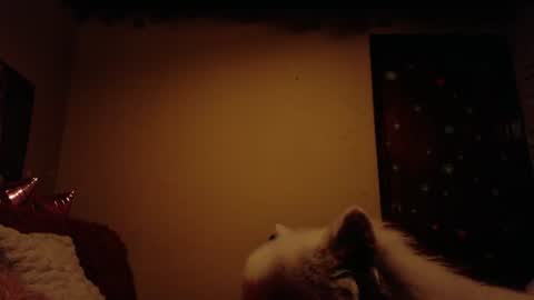     online show from 06/28/26, 07:47