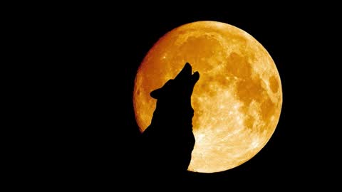 mastersex1001 online show from 12/21/25, 01:13