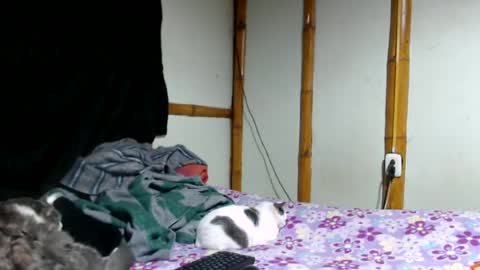 Mia  Sam online show from 06/25/26, 02:33