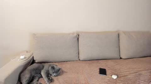 Kitty online show from 12/03/25, 02:41