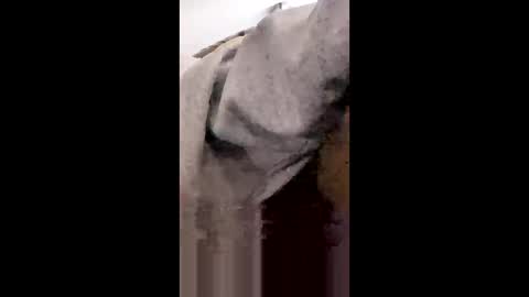 Snapshot of missniagaraishorny chatting on 01/18/26, 08:23 MissNiagara online show from 01/18/26, 08:23